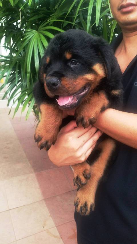 ขายลูกสุนัขร็อตไวเลอร์โครงสร้างใหญ่มาก