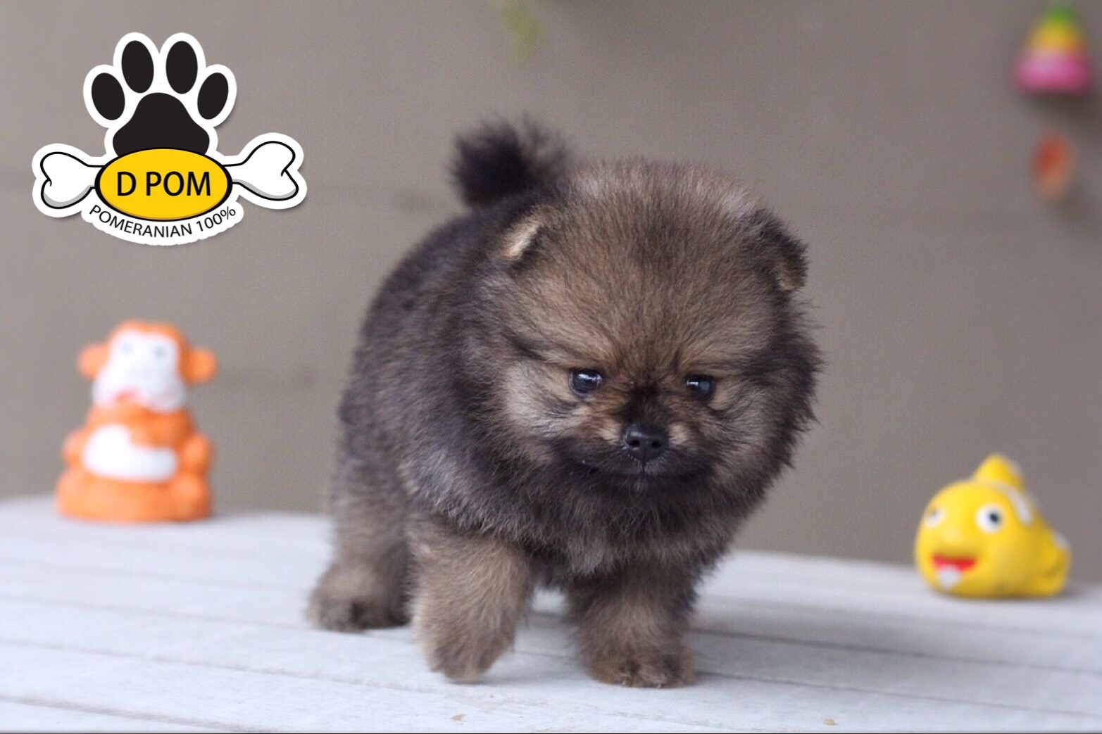DPOM FARM ขายน้องปอมแท้ ...น้องคุกกี้...สีส้ม เพศเมีย ขนฟู ตากลม ฟอร์มสวย น่ารัก