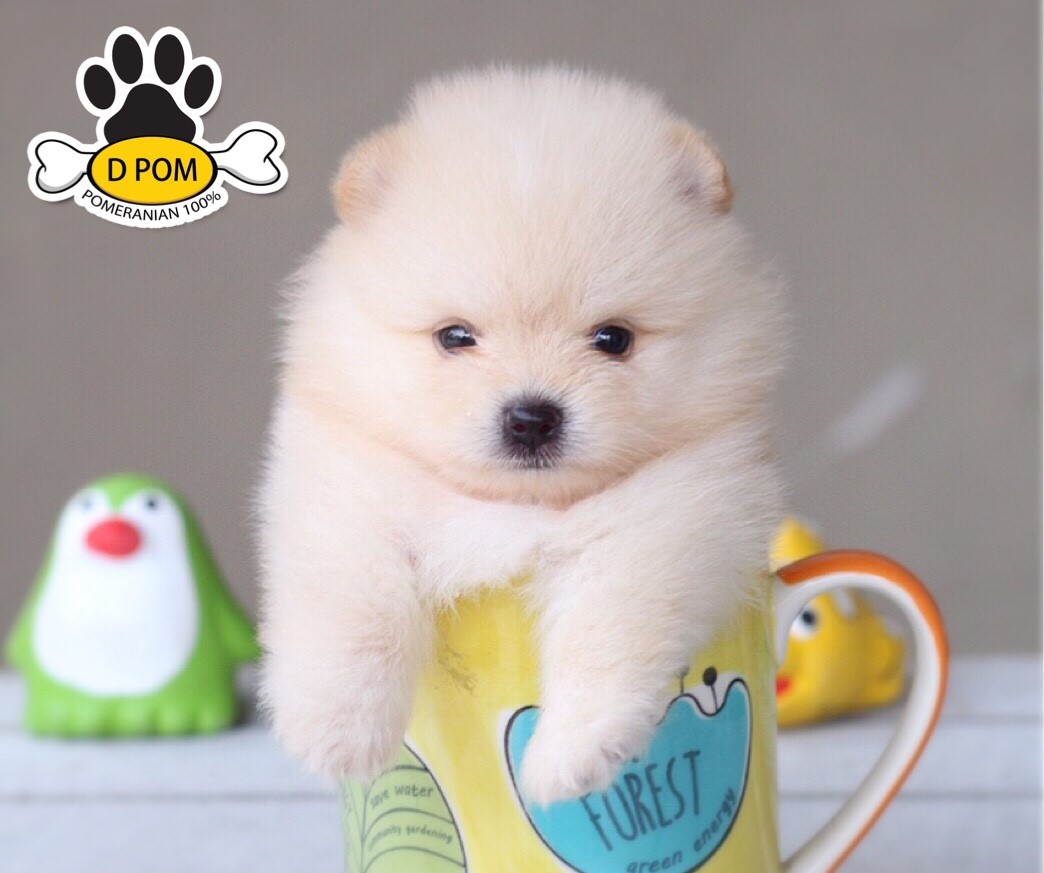 DPOM FARM ขายน้องปอมแท้ ...น้องอันวา...เพศผู้ สีครีม ขนฟู ตากลม ฟอร์มสวย น่ารัก