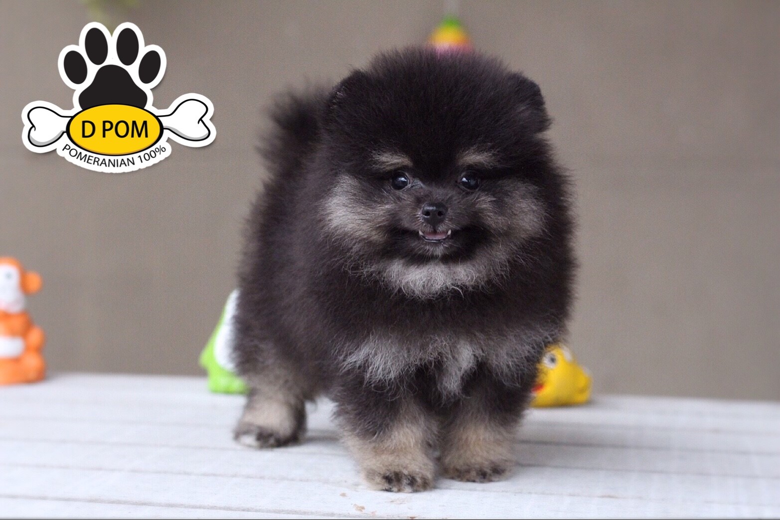 DPOM FARM ขายปอมหน้าสั้น ...น้องบอสตัน...เพศผู้ สีแบล็คแทน ทีคัพ ทรงสวย หน้าสั้น