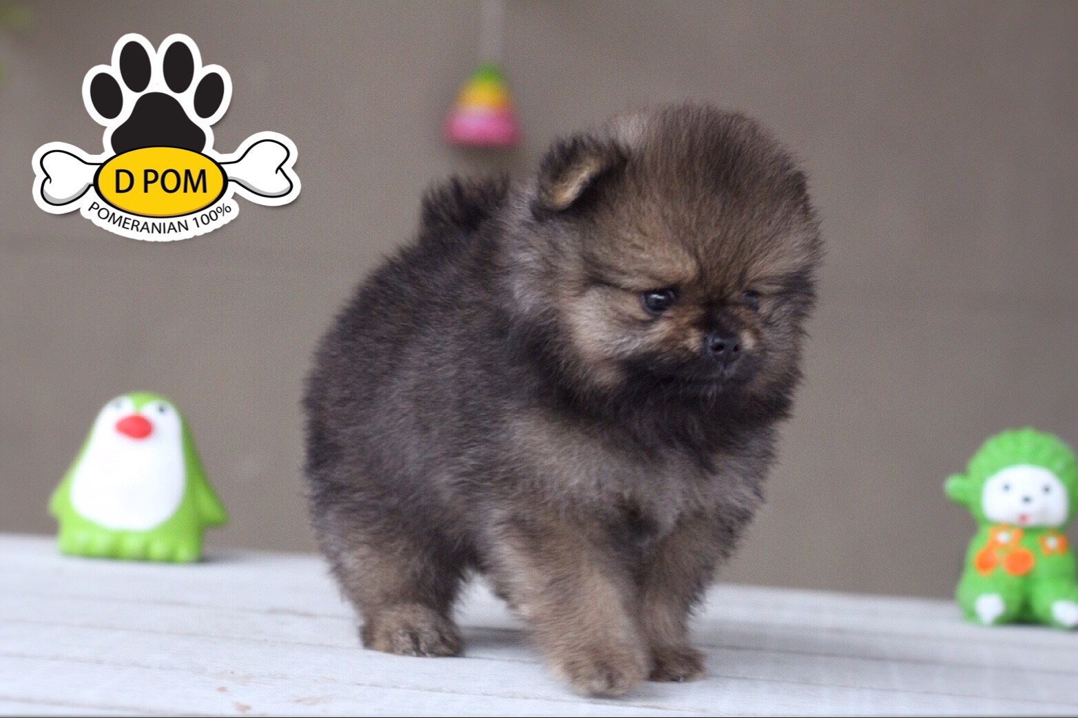 DPOM FARM ขายน้องปอมแท้ ...น้องคุกกี้...สีส้ม เพศเมีย ขนฟู ตากลม ฟอร์มสวย น่ารัก