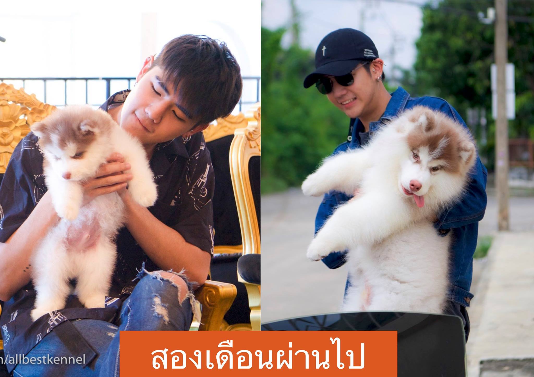 หากอยากได้ไซบีเรียนที่เน้นคุณภาพเกรดHiend ต้องมาที่allbest kennel เท่านั้น