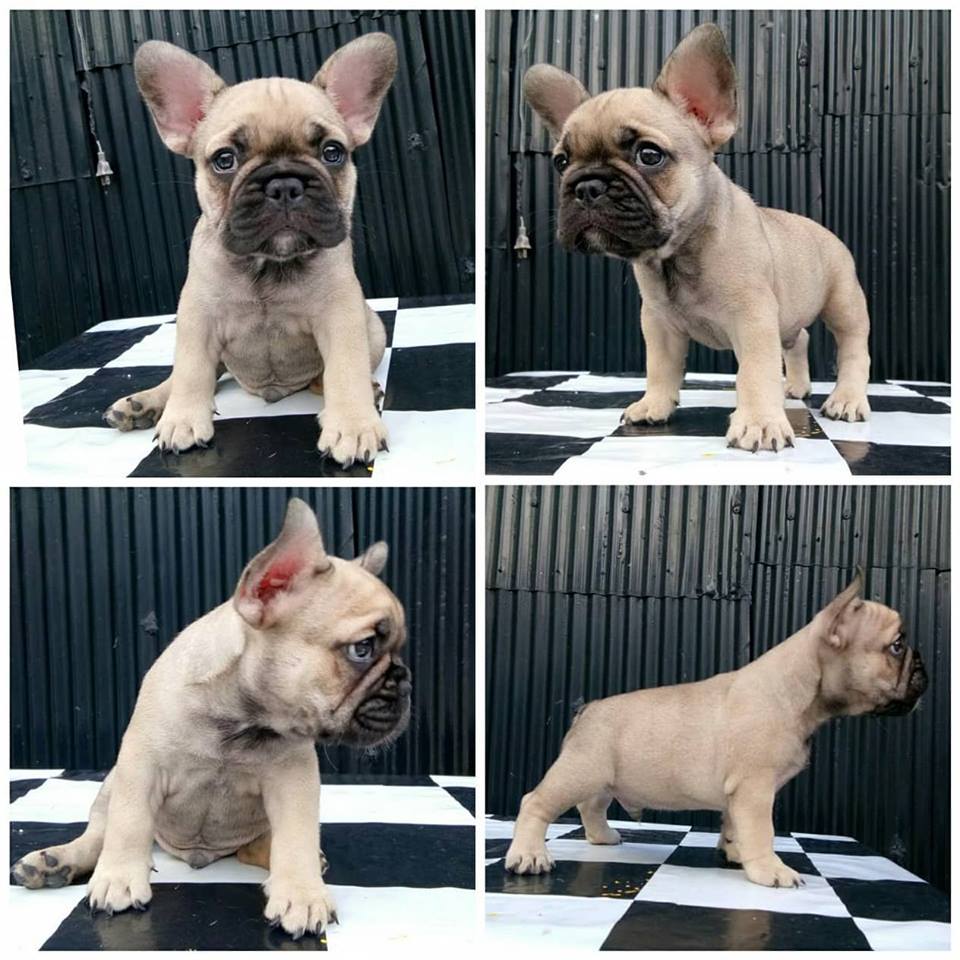 พร้อมย้ายแล้วน๊าาา น้องเฟร้นหาบ้านค่าาา ผู้3 เมีย1