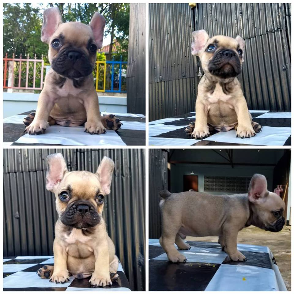พร้อมย้ายแล้วน๊าาา น้องเฟร้นหาบ้านค่าาา ผู้3 เมีย1