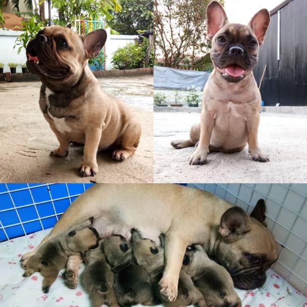 พร้อมย้ายแล้วน๊าาา น้องเฟร้นหาบ้านค่าาา ผู้3 เมีย1