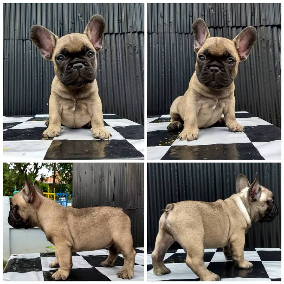 พร้อมย้ายแล้วน๊าาา น้องเฟร้นหาบ้านค่าาา ผู้3 เมีย1