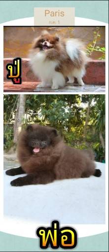 ขายน้องปอมแท้เพศเมีย อายุ2เดือน