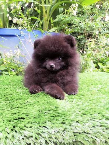 ขายน้องปอมแท้ เพศเมีย อายุ 2 เดือน