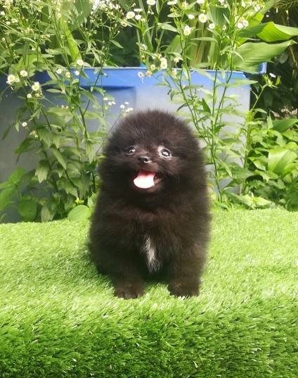 ขายน้องปอมแท้เพศเมีย อายุ2เดือน