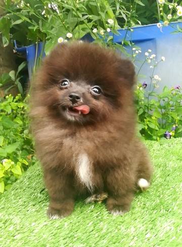 ขายน้องปอมแท้ เพศเมีย สีดาร์คช็อค