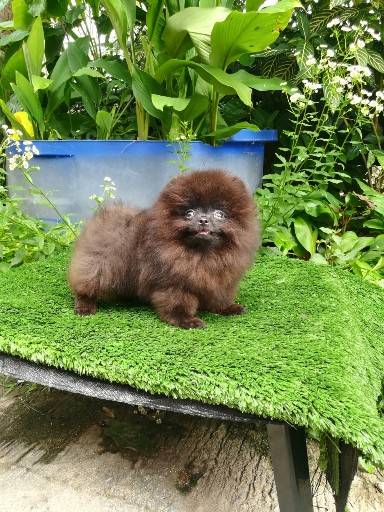 ขายน้องปอมแท้ เพศผู้ สีดาร์คช็อค
