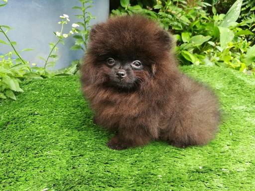 ขายน้องปอมแท้ เพศผู้ สีดาร์คช็อค