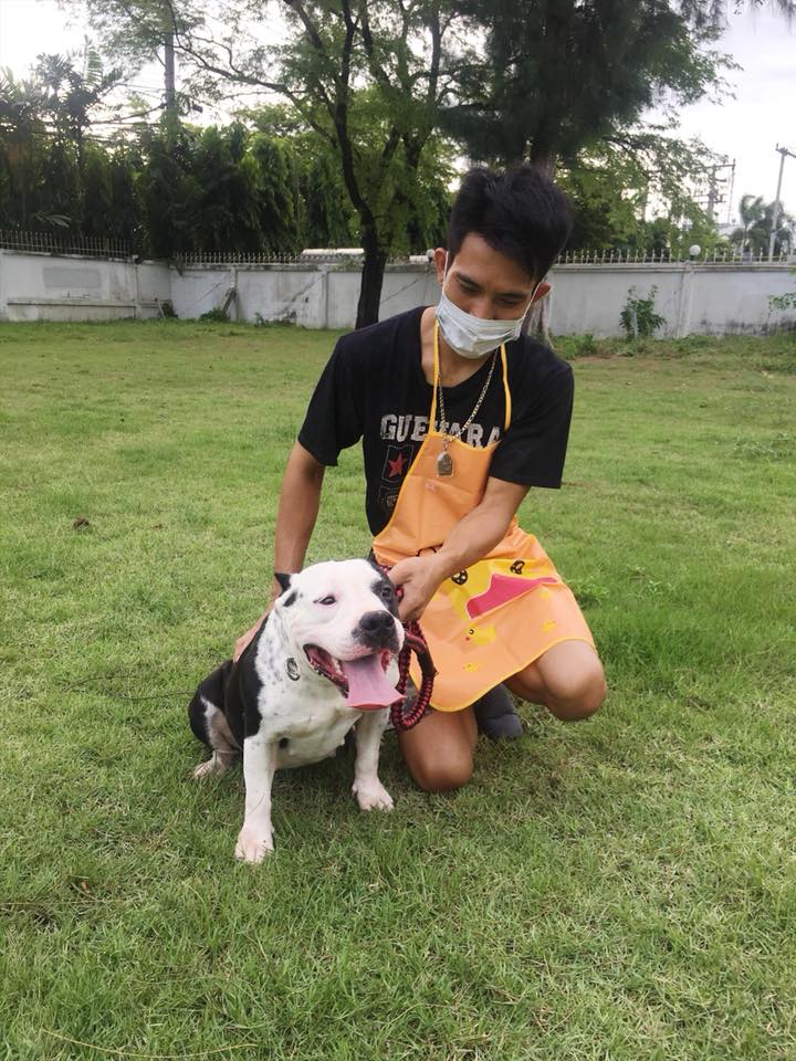 ขายอเมริกันบูลลี่ หมาสาว ไม่เคย อายุ 2 ปี