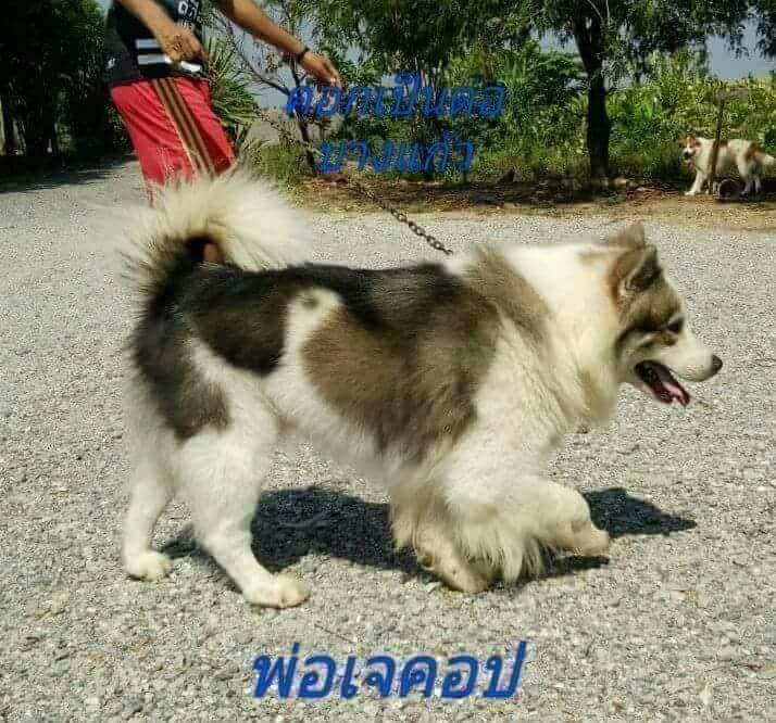 ขายบางแก้วน้องยังว่าง1ตัวตัวเมียจ้าสนใจคุย