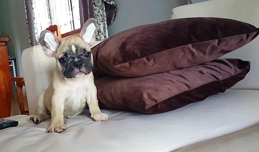 ขายเฟรนช์บลูด็อก เพศผู้ มีสามตัวครับวัคซีน สองเข็ม