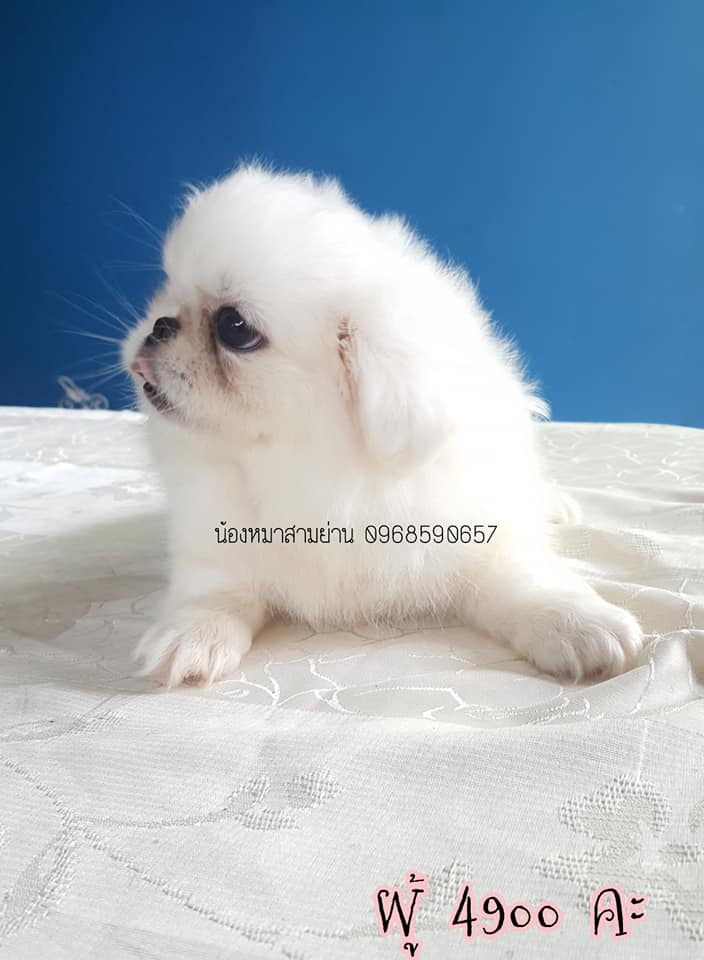 ปักกิ่งขาว ผู้ หน้าบี้ๆลิงคเกิ้ลใหญ่ หัวใหญ่ ตากลมโต สวย ค่ะตัว4900คะ ไม่ไกลส่งฟ
