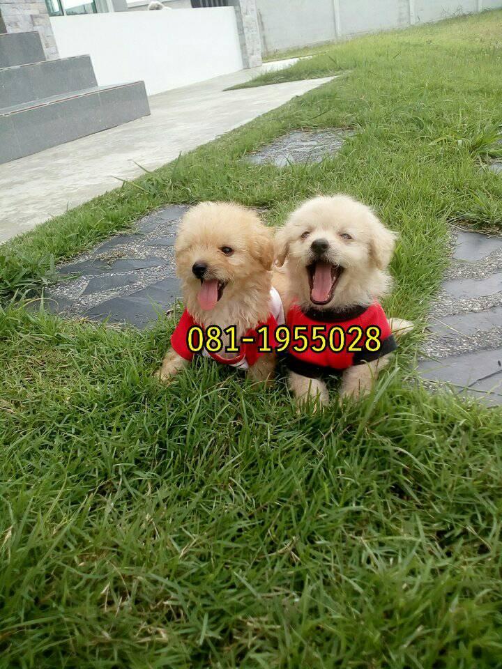 ขายพุดเดิ้ลผสมชิวาวา