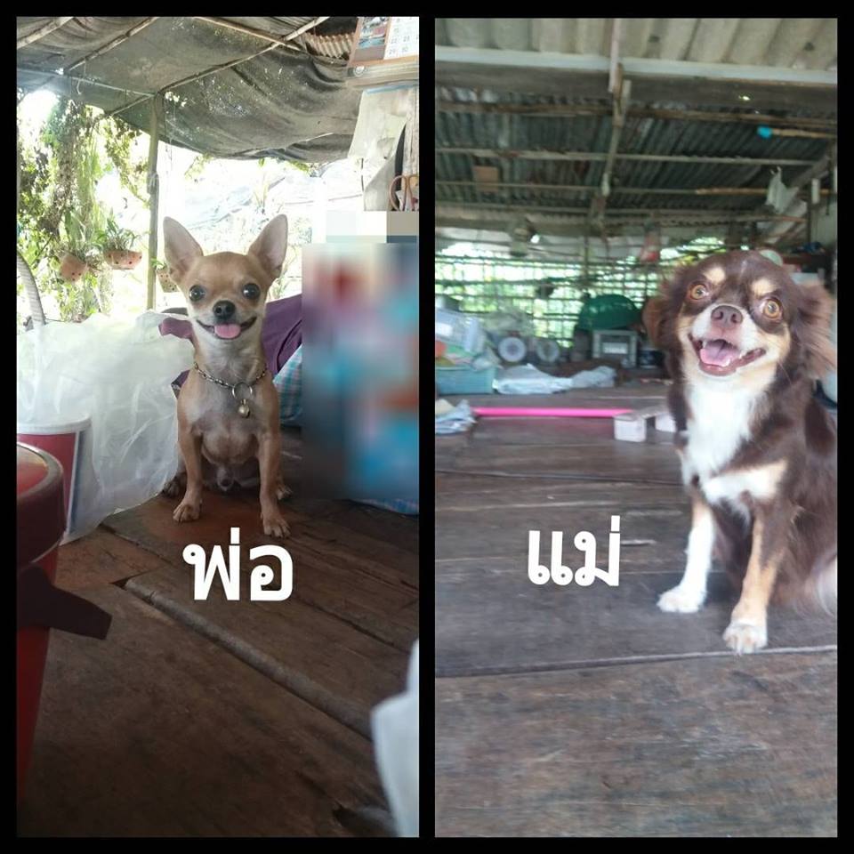 ขายชิวาวา 4500ทุกตัวค่ะ ผู้2 เมีย1