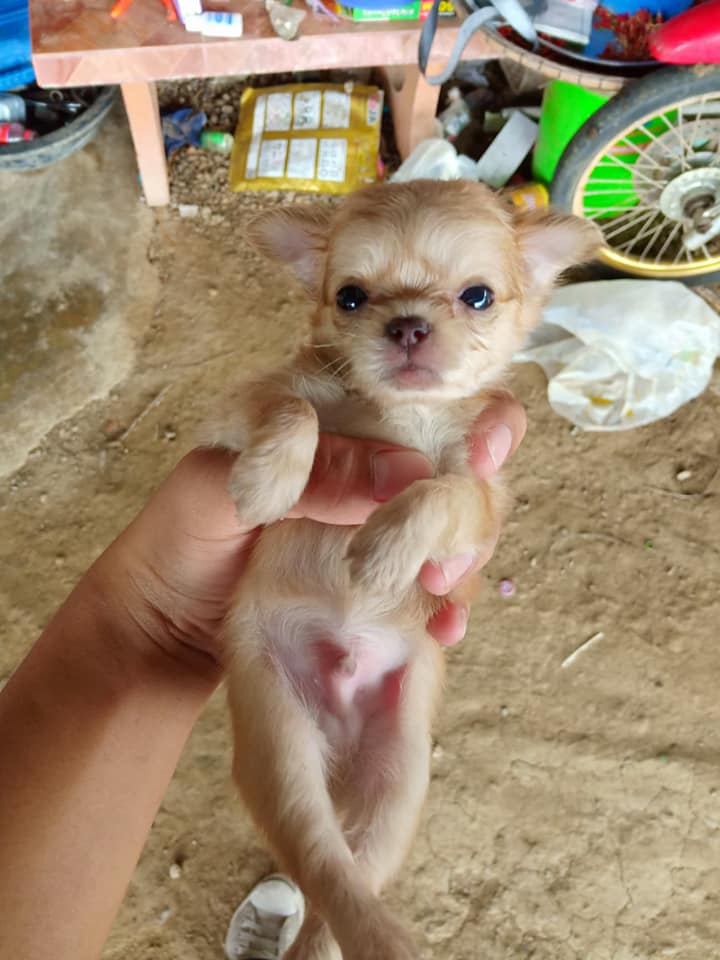 ขายชิวาว่าขนยาวจอง 500บาท จ่ายตอนรับ (2,800)เท่านั้น!!