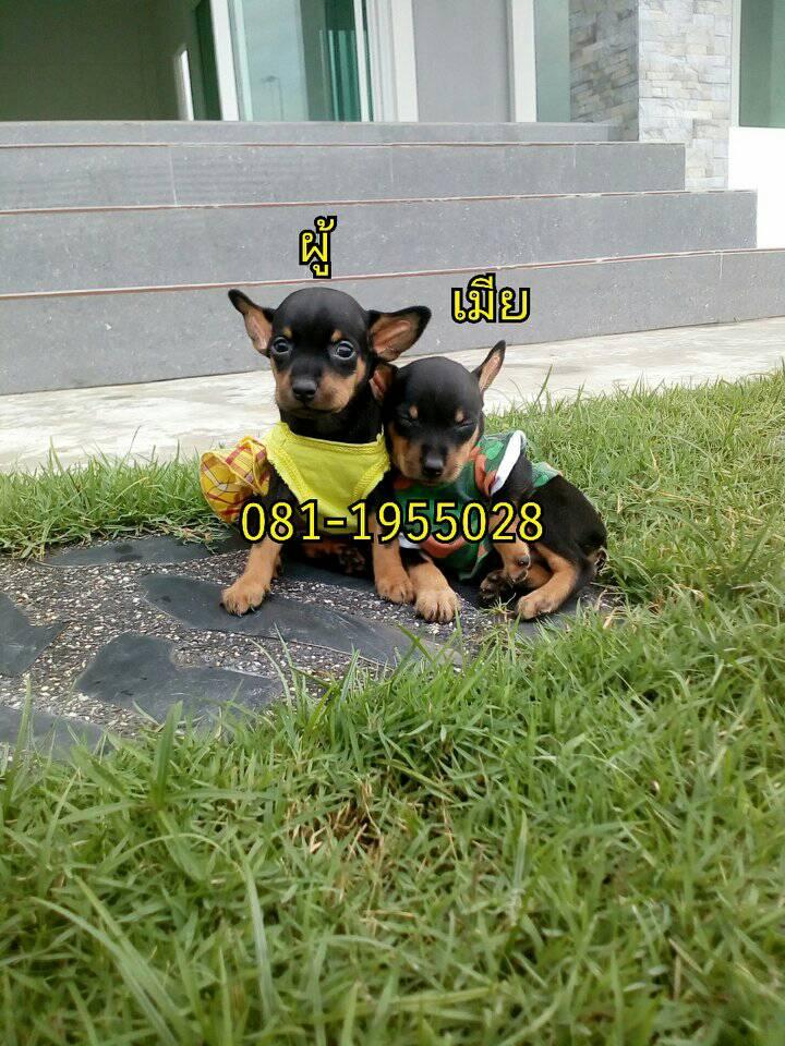 ขายมิเนียเจอร์ ( ผู้ 1 เมีย 1 )