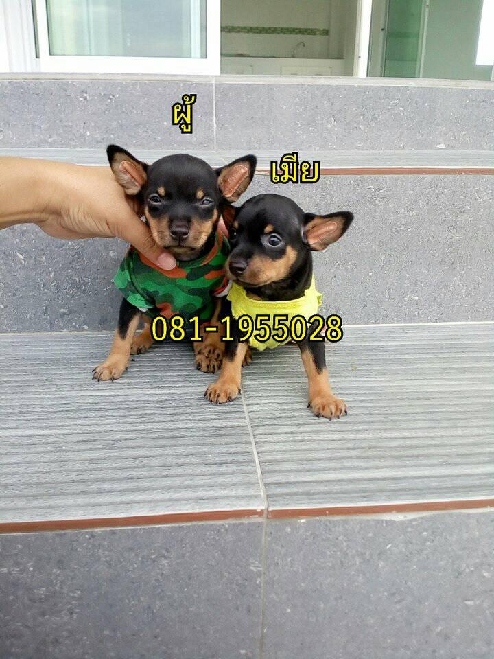 ขายมิเนียเจอร์ ( ผู้ 1 เมีย 1 )