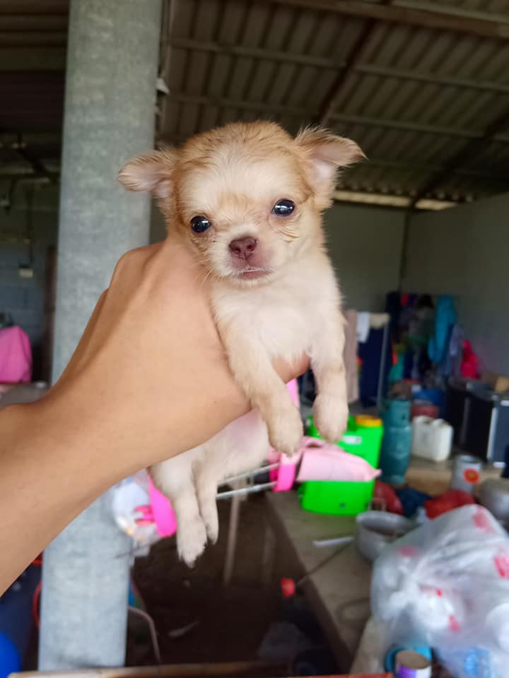 ขายชิวาว่าขนยาวจอง 500บาท จ่ายตอนรับ (2,800)เท่านั้น!!