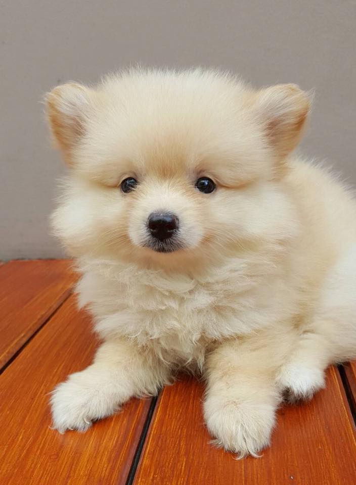 ขายน้องปอมแท้ เมีย 2 ผู้ 1