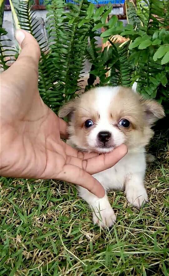 ขายชิวาว่าหนุ่มน้อยหัวแอปเปิ้ล ราคา 3500