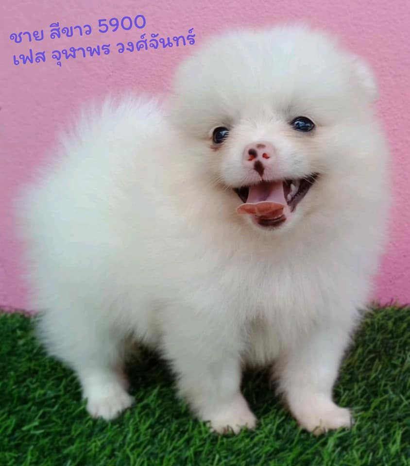 น้องปอมราคาเบ๊าเบา สุดคุ้ม#เพียง5900