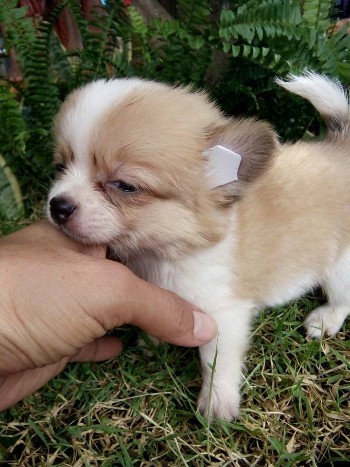 ขายชิวาว่าหนุ่มน้อยหัวแอปเปิ้ล ราคา 3500