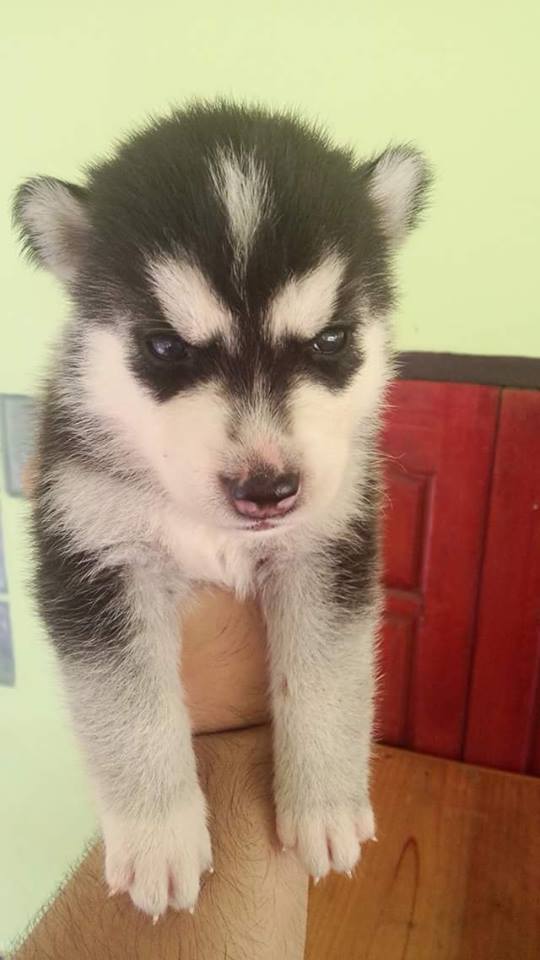 ขาย Siberian Husky เพศเมีย สีดำ ราคา 6,500
