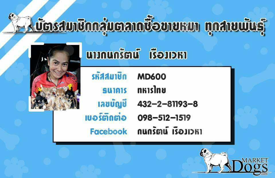 ขายชิวาว่าหนุ่มน้อยหัวแอปเปิ้ล ราคา 3500