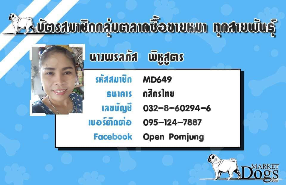 ปอมแท้ 3 หน่อ พร้อมย้ายบ้าน ถ่ายพยาธิ วัคซีนเข็มแรก ราคา 5000 บาท