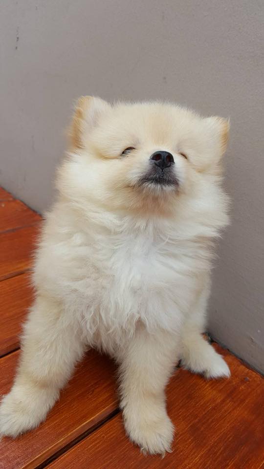 ขายน้องปอมแท้ เมีย 2 ผู้ 1