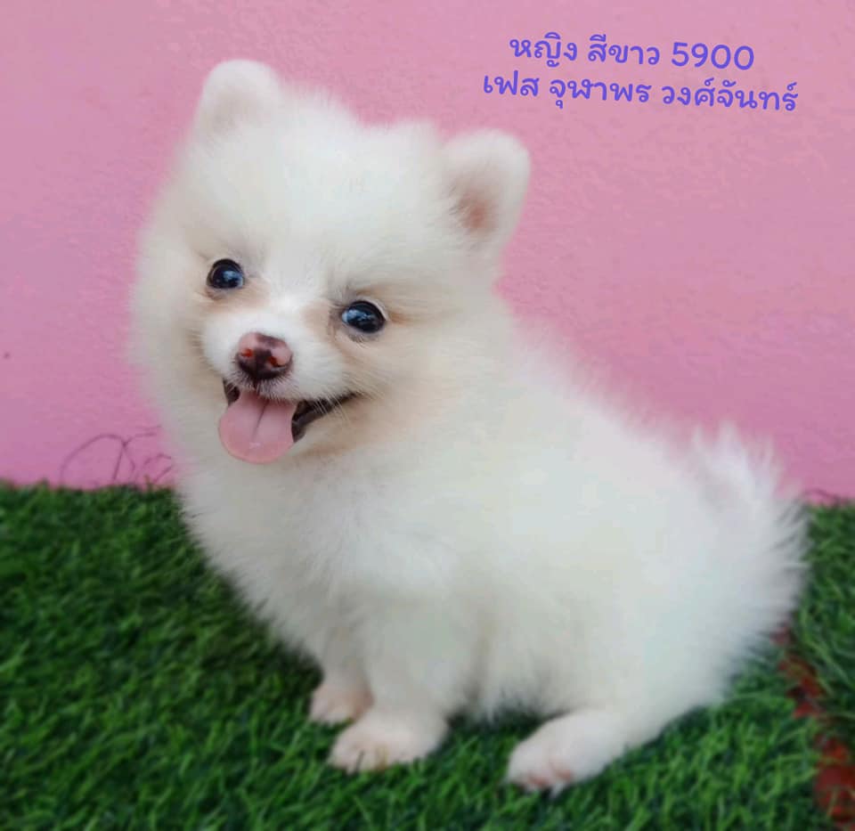 น้องปอมราคาเบ๊าเบา สุดคุ้ม#เพียง5900