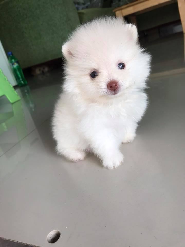 เปิดจอง น้องปอมเพศเมีย รับน้อง21สิงหาคม