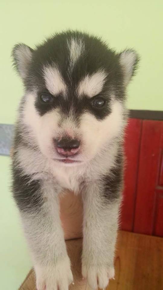 ขาย Siberian Husky เพศเมีย สีดำ ราคา 6,500