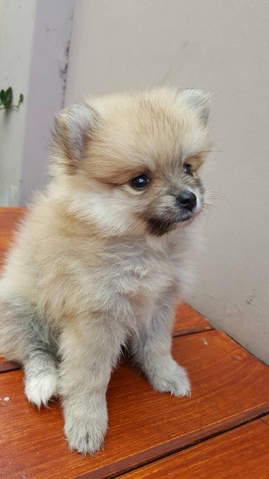 ขายน้องปอมแท้ เมีย 2 ผู้ 1