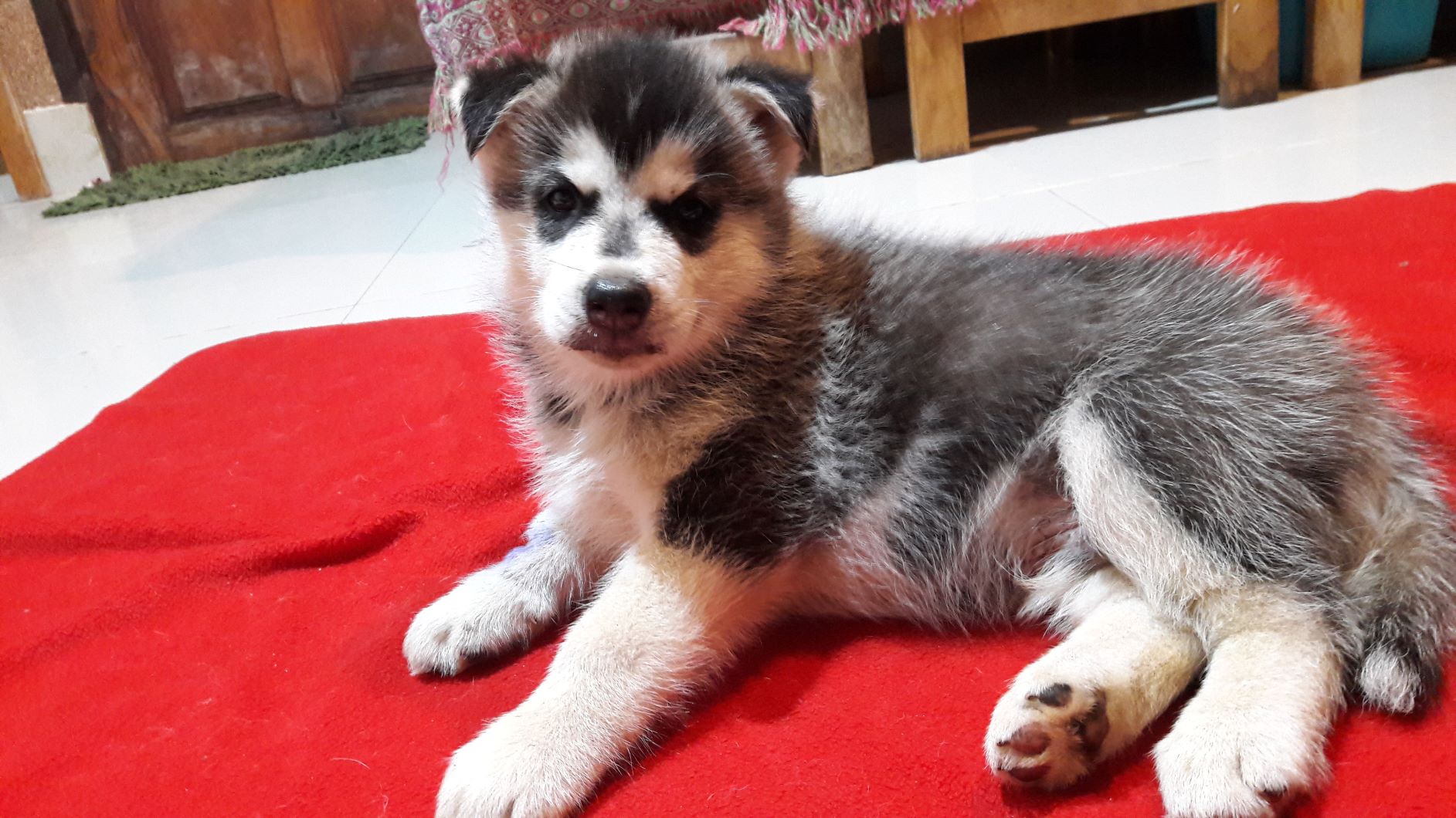 ขายน้องไซบีเรียนอยากย้ายบ้านแล้วจ้า