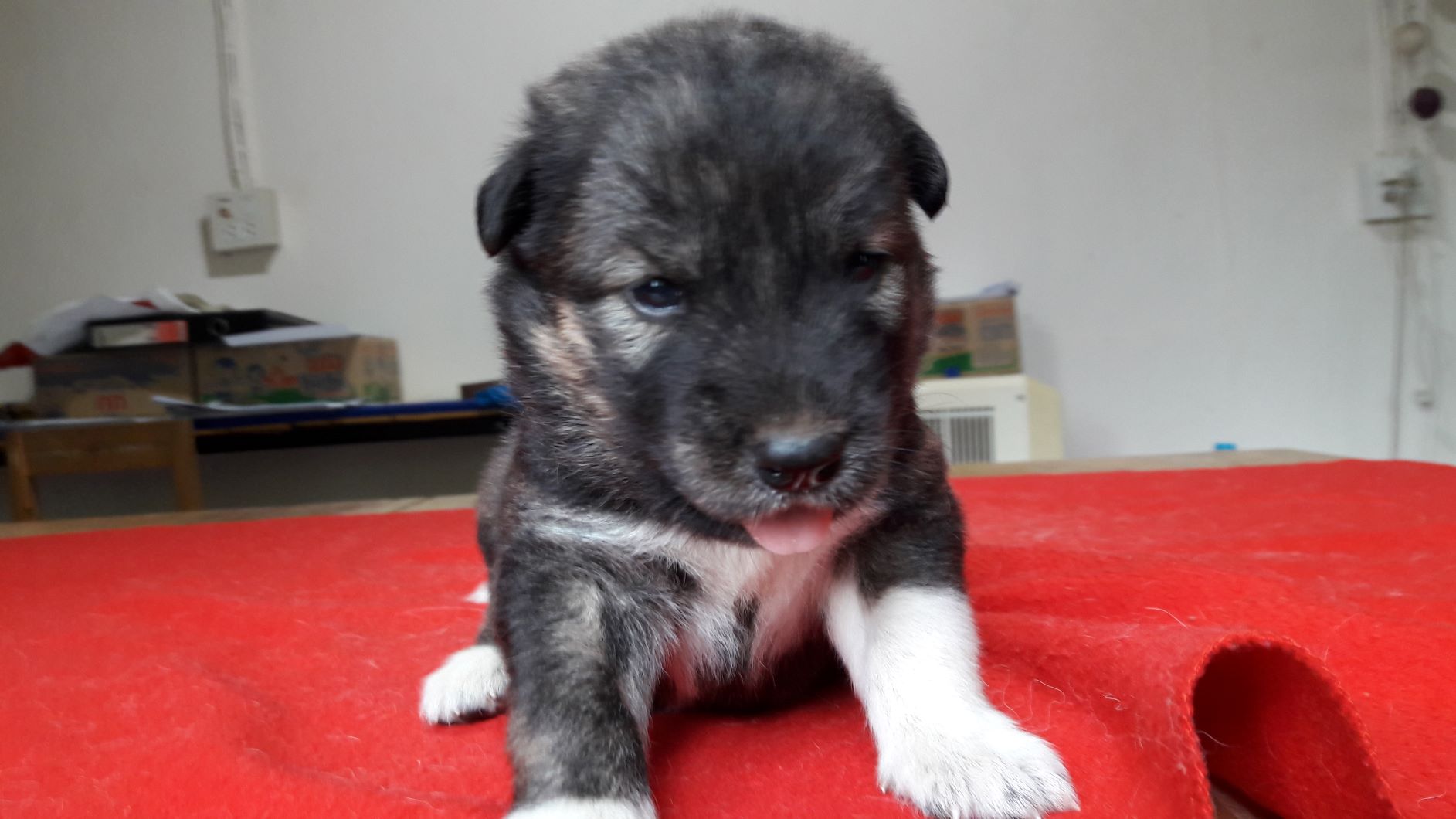 ขายน้องไซบีเรียนพันธ์ทางราคาเบาๆ มาแล้วจ้า