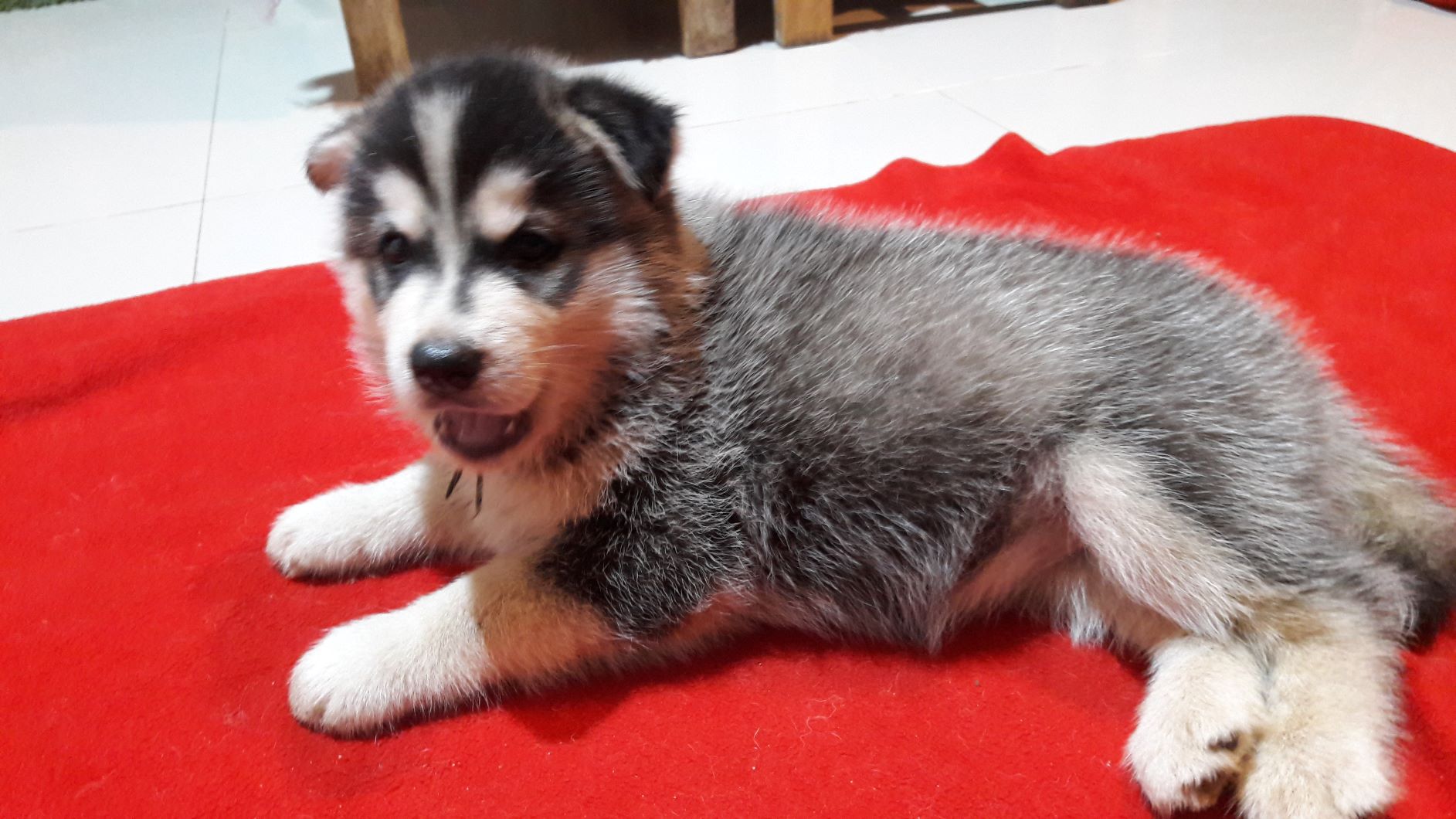 ขายน้องไซบีเรียนอยากย้ายบ้านแล้วจ้า
