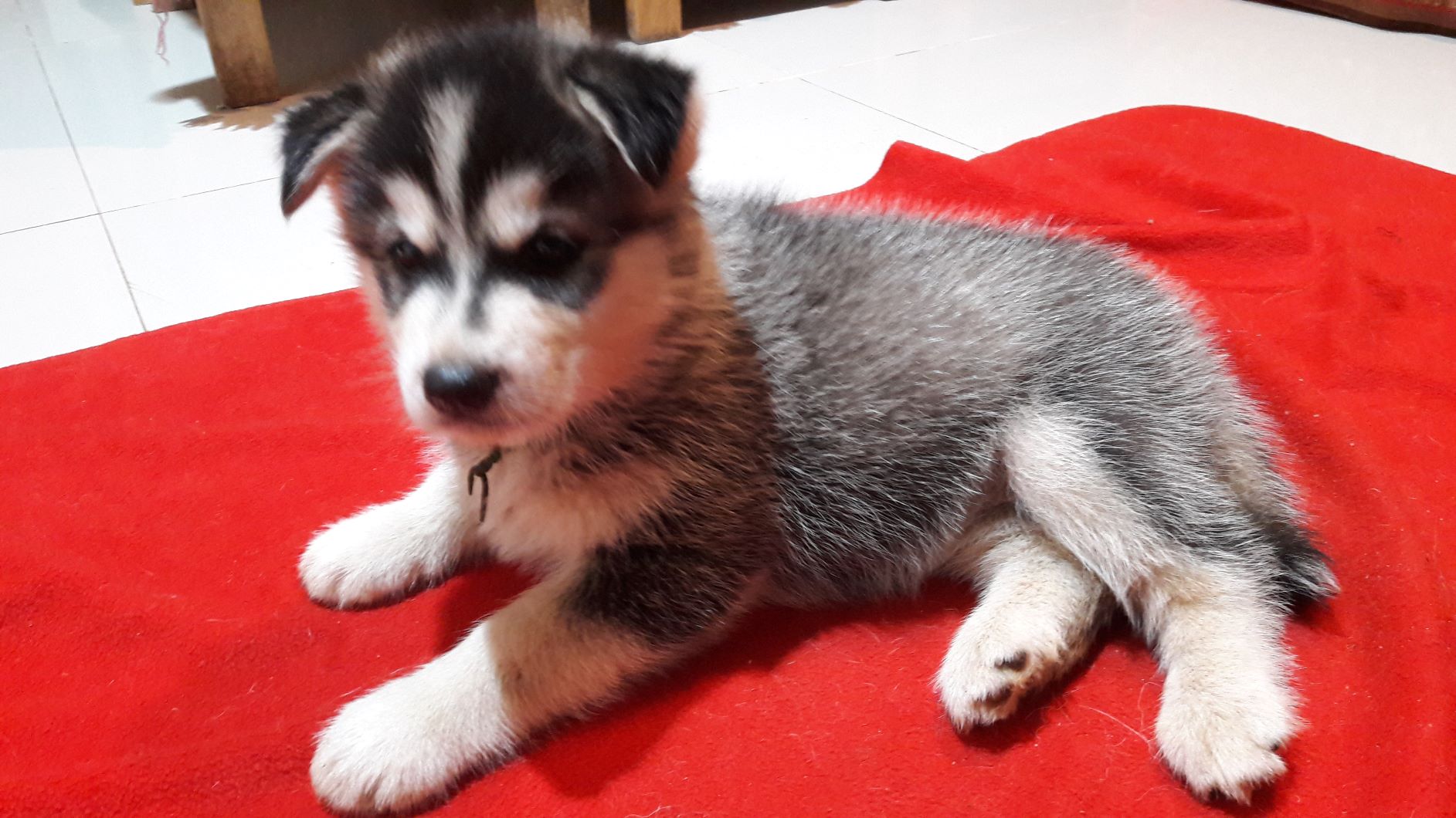 ขายน้องไซบีเรียนอยากย้ายบ้านแล้วจ้า