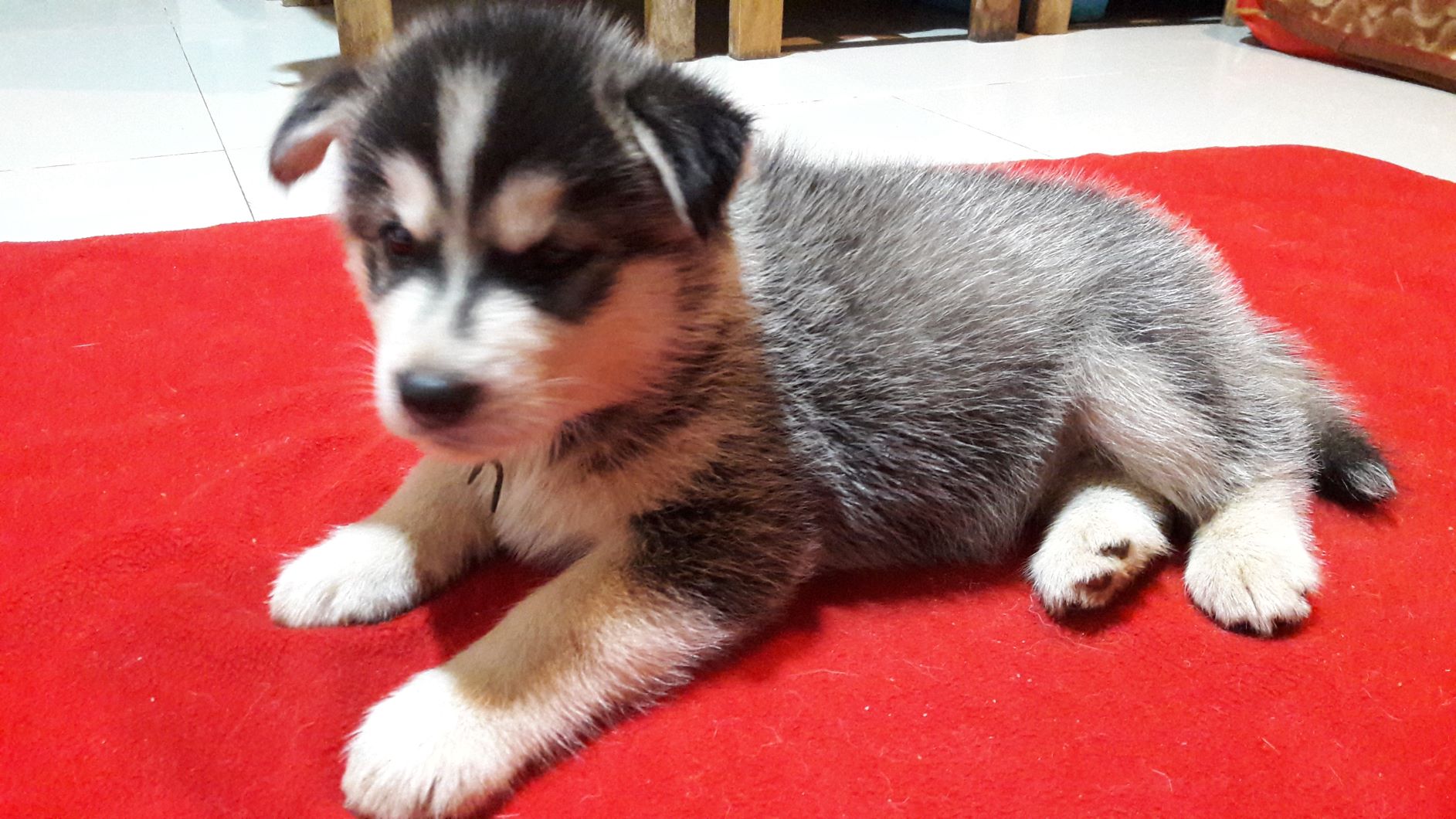 ขายน้องไซบีเรียนอยากย้ายบ้านแล้วจ้า