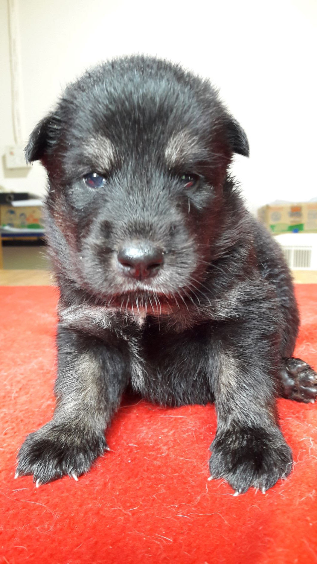 ขายน้องไซบีเรียนพันธ์ทางราคาเบาๆ มาแล้วจ้า