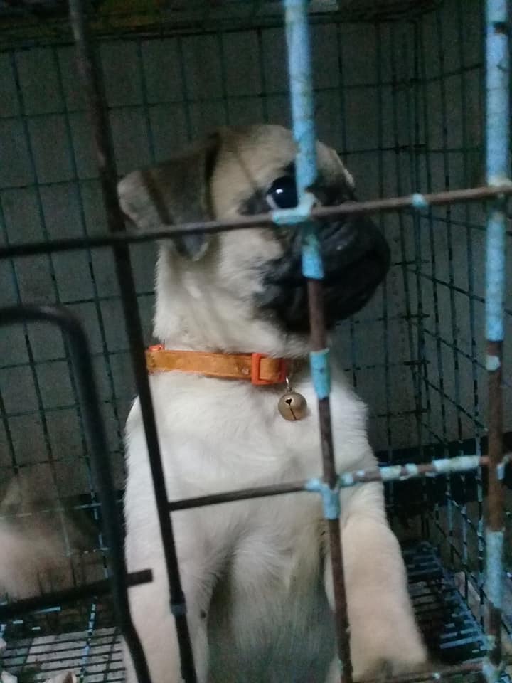 ขายปั๊กเพศผู้ทั้ง2ตัวอายุ3เดือนตัวละ3500