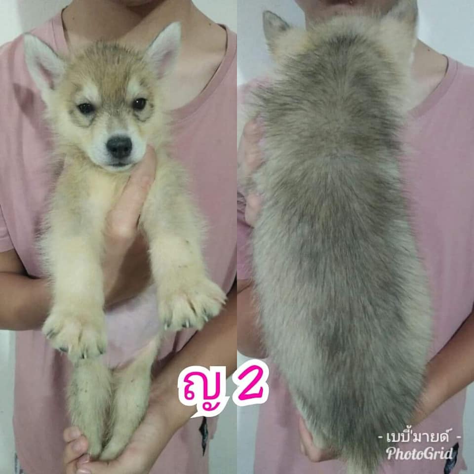 ไซบีเรียน อายุ 61 วัน วัคซีน+ถ่ายพยาธิแล้ว ราคา 2500