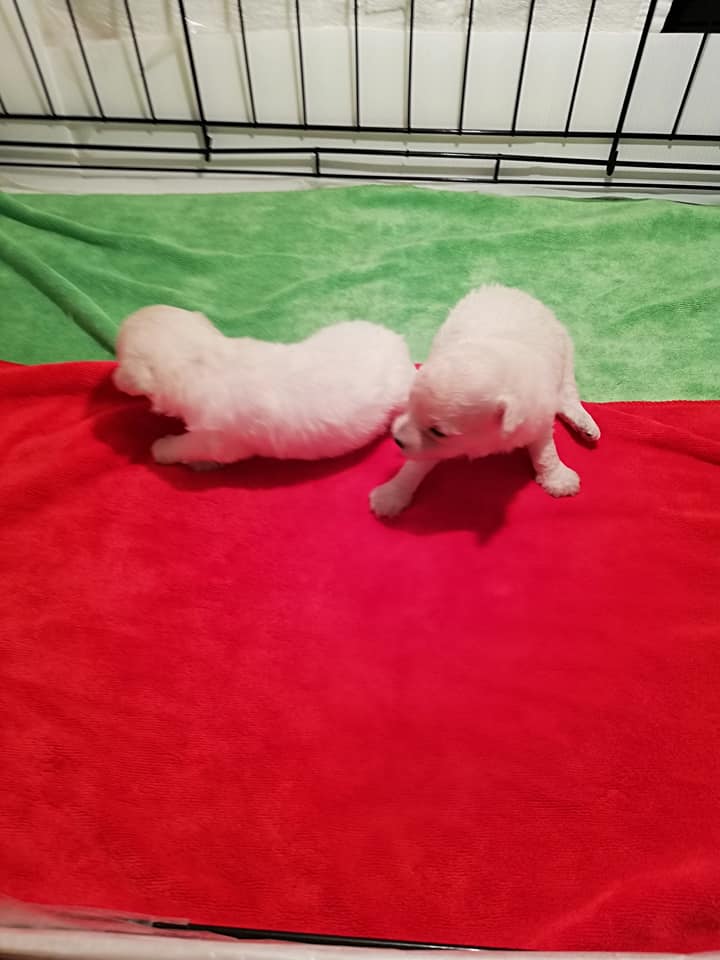พุดเดิ้ลทีคัพ​ สีขาวสำลี​ ผู้​ 1​ เมีย​ 1​ อายุ​ 20​ วัน