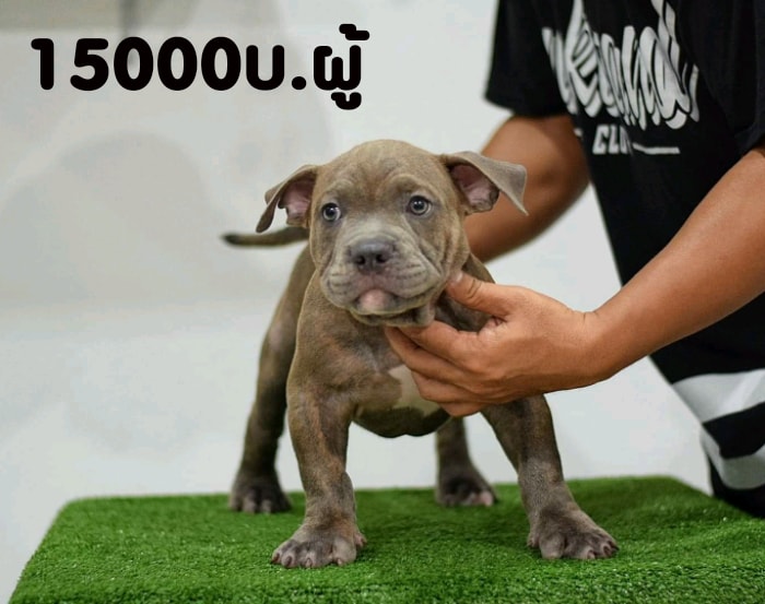 ขายบลูลี่พ๊อคเก็ต วัย 3 เดือนวัคซีนแล้ว