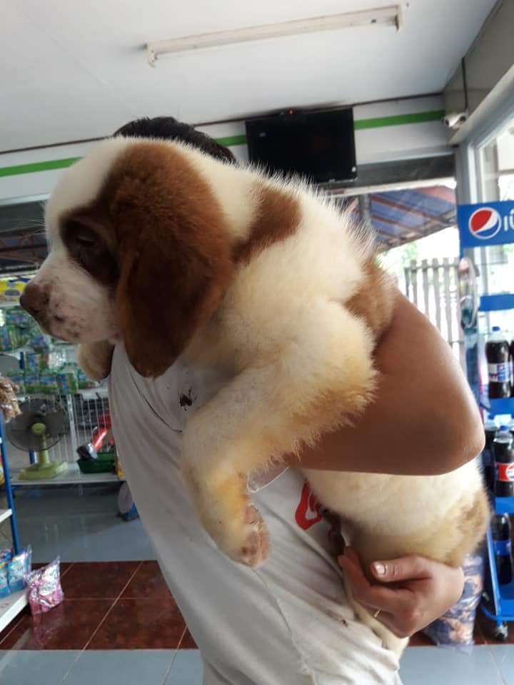ลูกเซนต์เบอร์นาร์ด