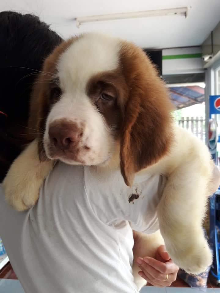 ลูกเซนต์เบอร์นาร์ด